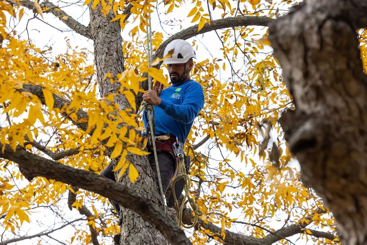 Skilled Storm Damage Cleanup crew working in Canton